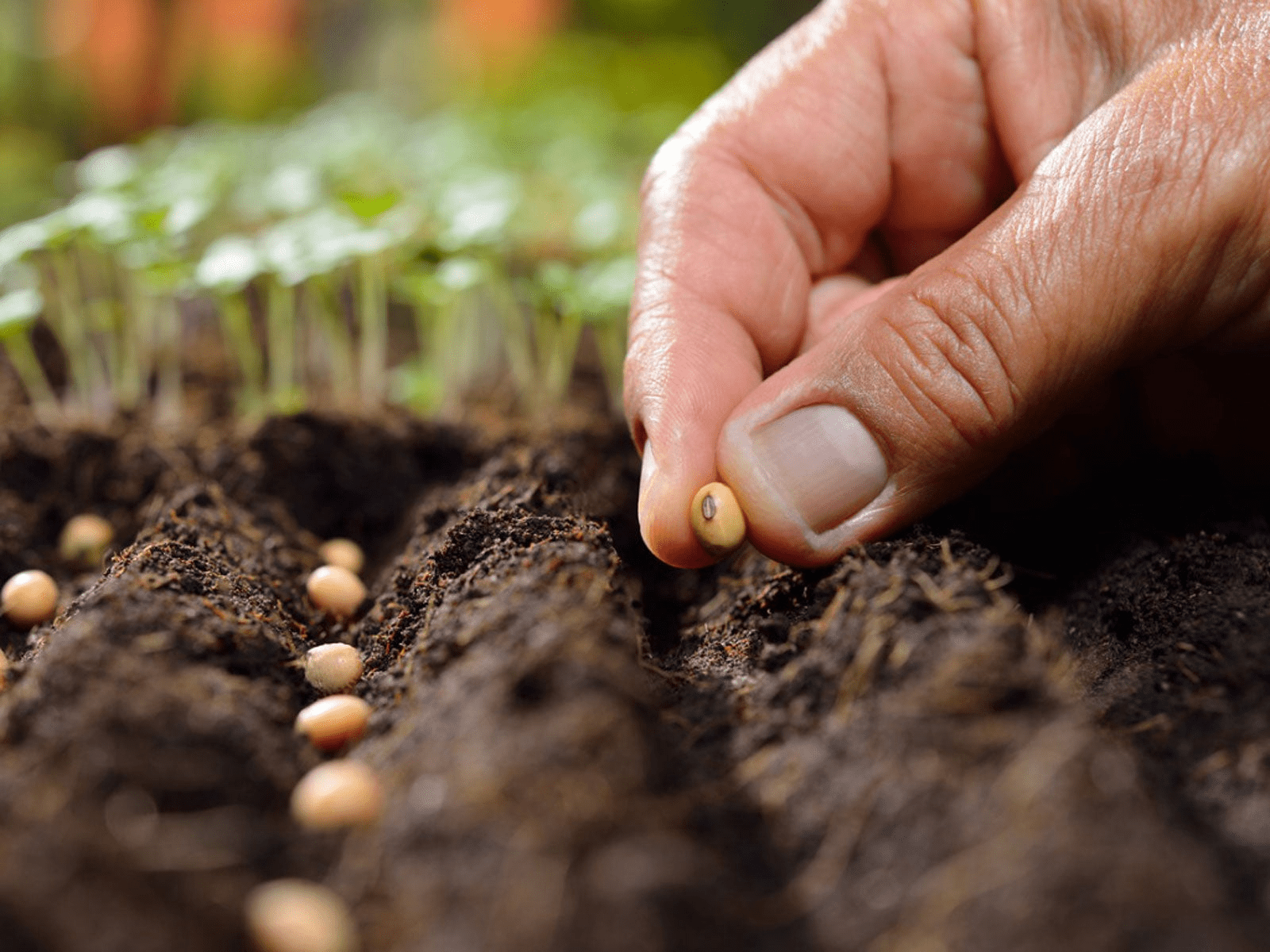 Seeding