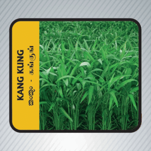 Kang Kung Seeds - Buy Online Sri Lanka | EcoAgri.lk