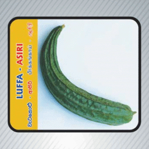 Luffa Asiri Watakolu Seeds - Buy Online Sri Lanka | EcoAgri.lk