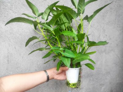 490568252_1249379940530210_8585431832719193571_n